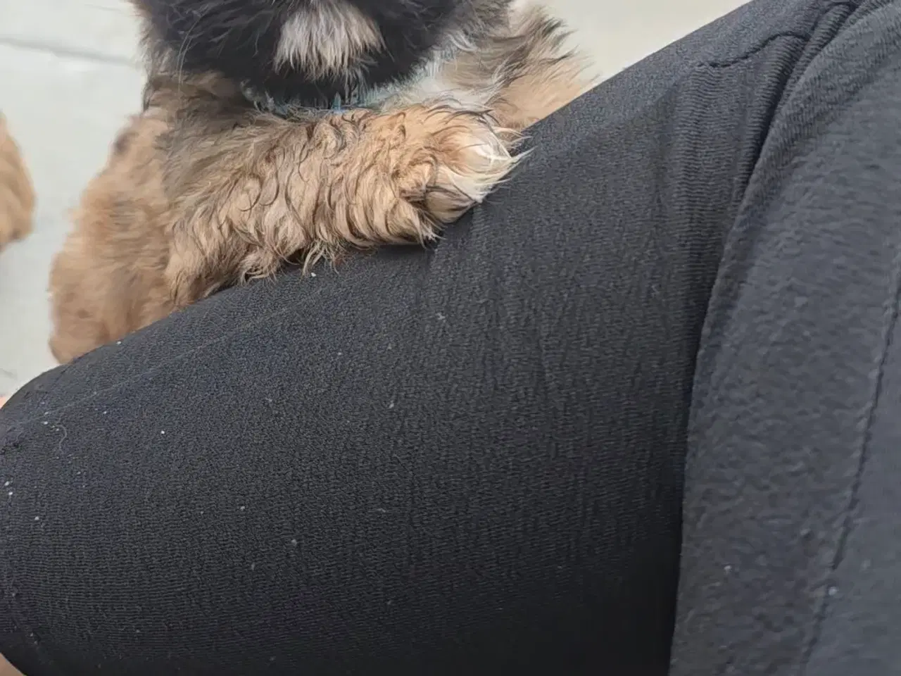 Billede 2 - Shih Tzu 