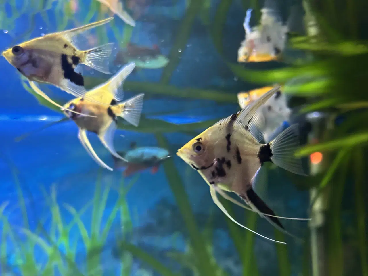 Billede 3 - Scalar Koi angelfish pterophyllum