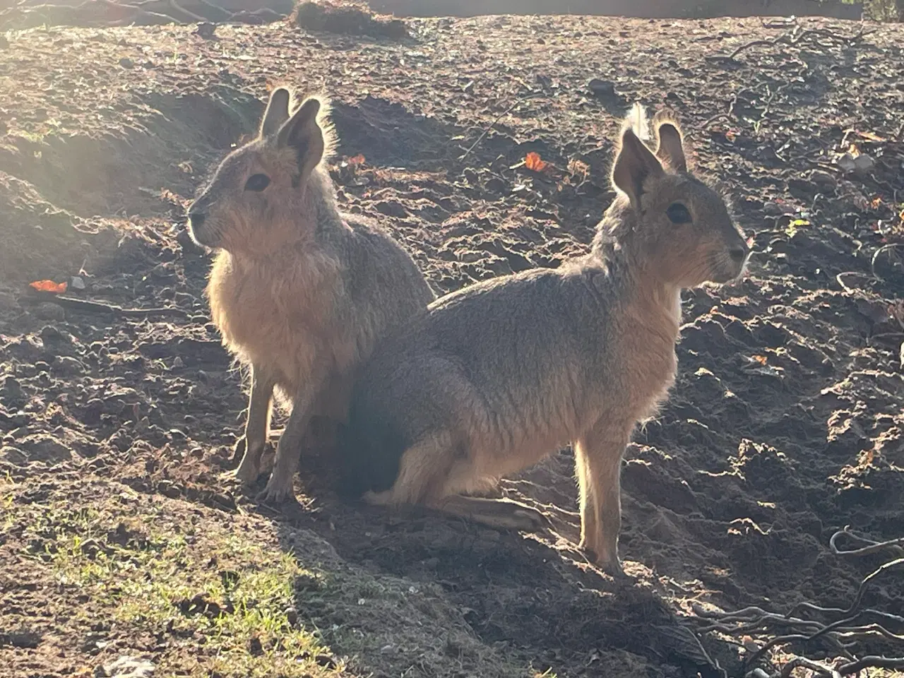 Billede 1 - Mara unger