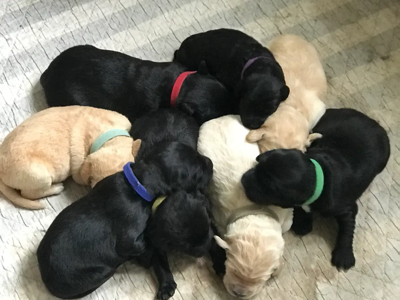Billede 3 - doodledoodle hvalpe en skøn familiehund, fra 18/6
