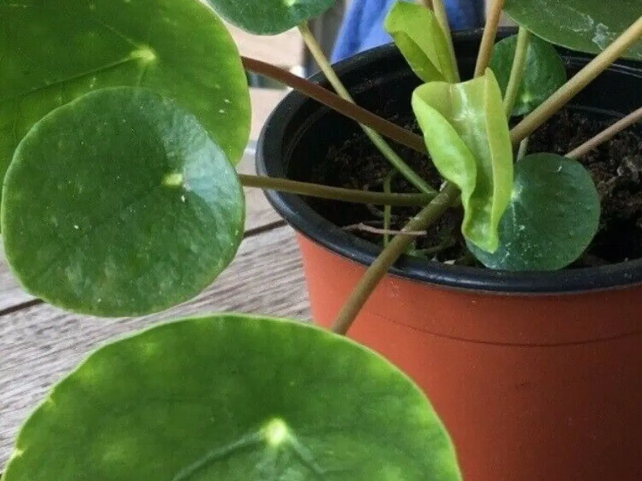 Billede 1 - Pilea, plante