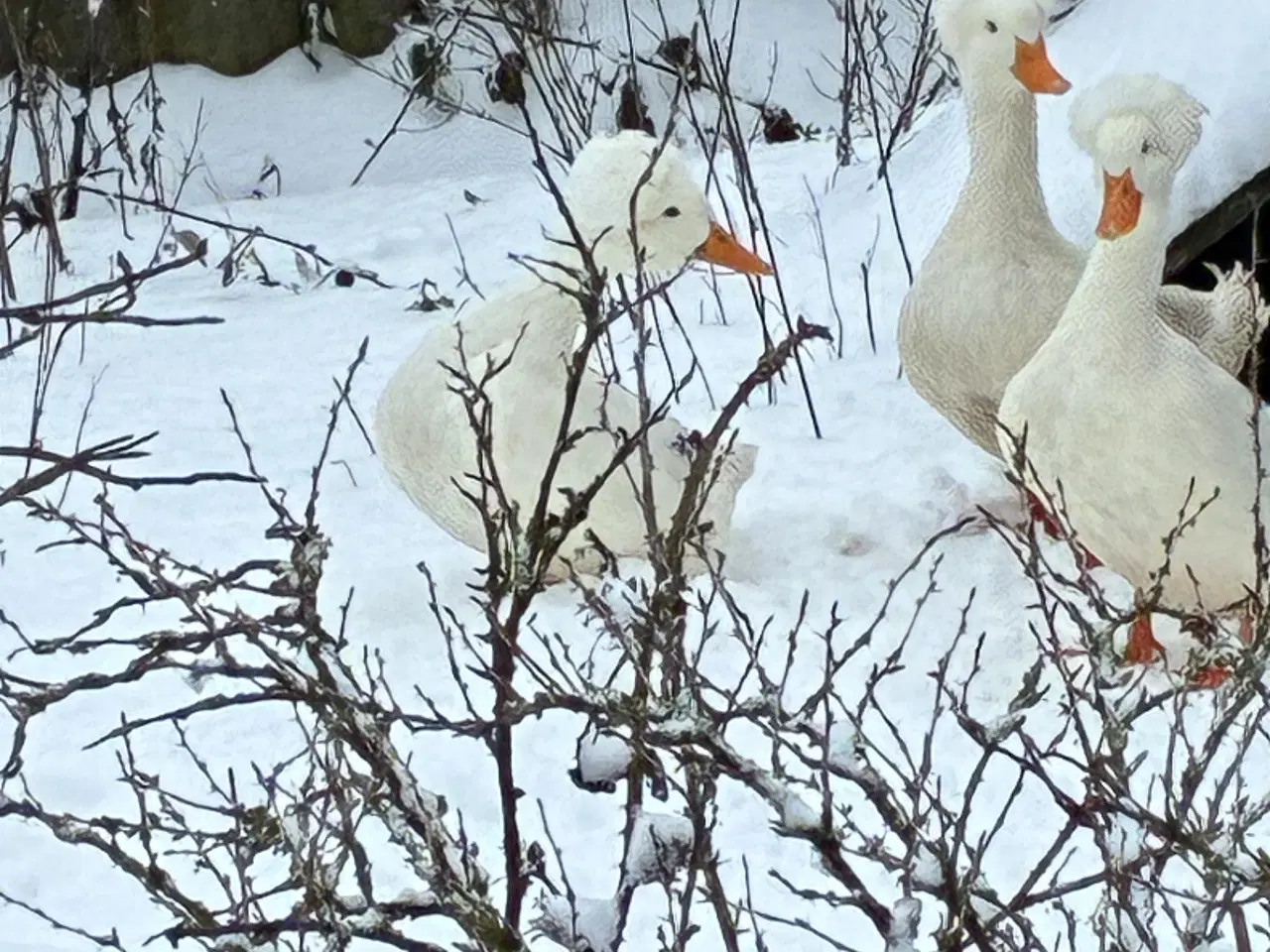 Billede 3 - Kejserænder