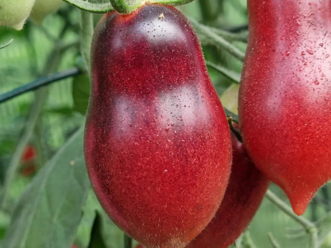 Billede 12 - 300 tomatsorter - FRØ