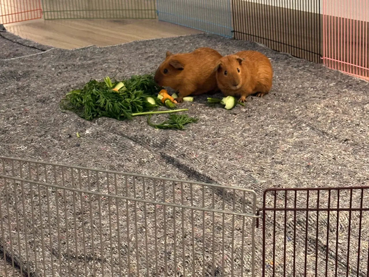 Billede 10 - To søde han marsvin søger nyt hjem