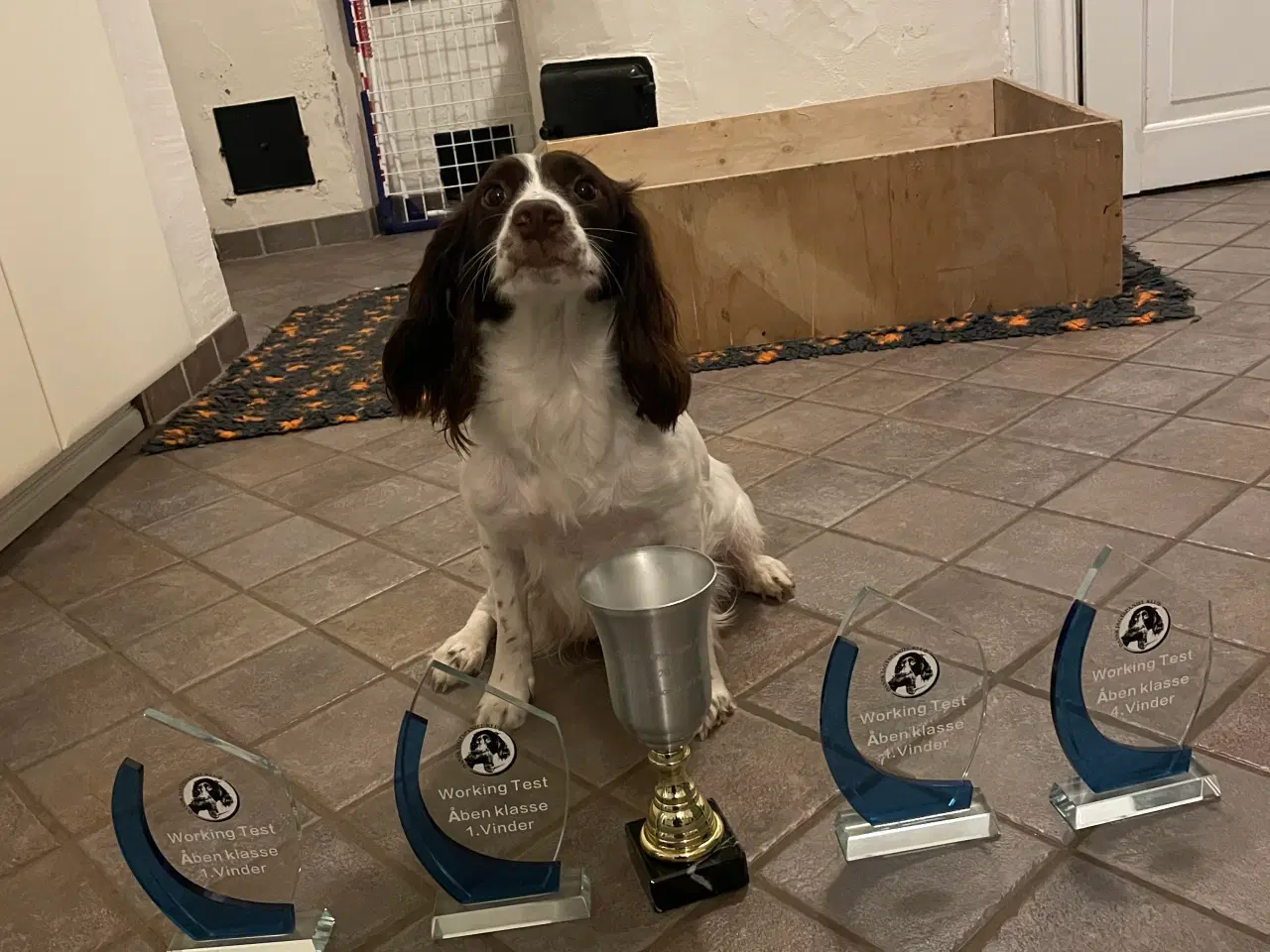 Billede 4 - Spaniel hvalpe med stamtavle