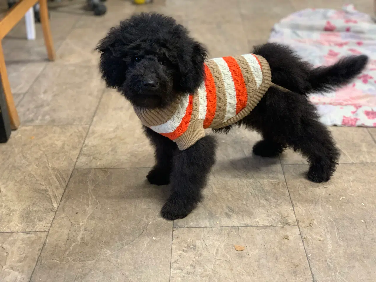 Billede 12 - Den dejligste Maltipoo dreng 