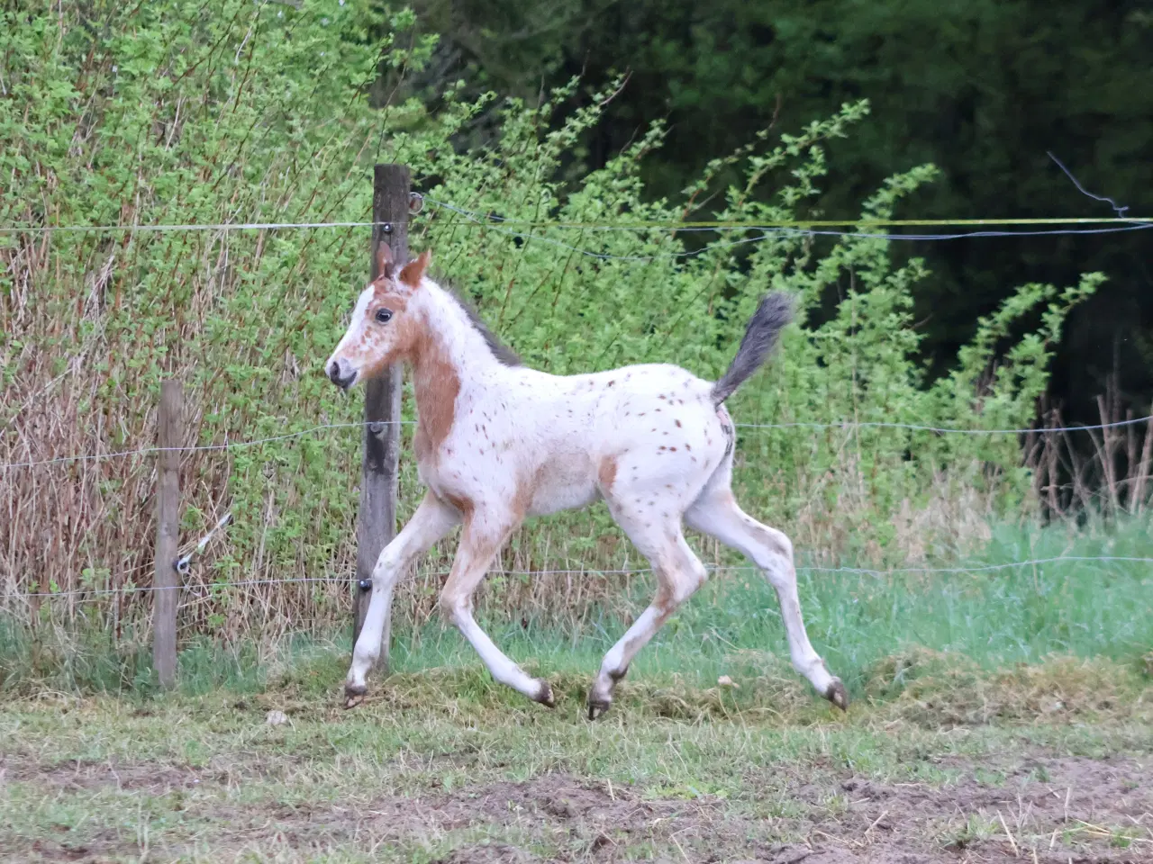 Billede 2 - Smukt hoppeføl med Stambog i både KNN og Welsh