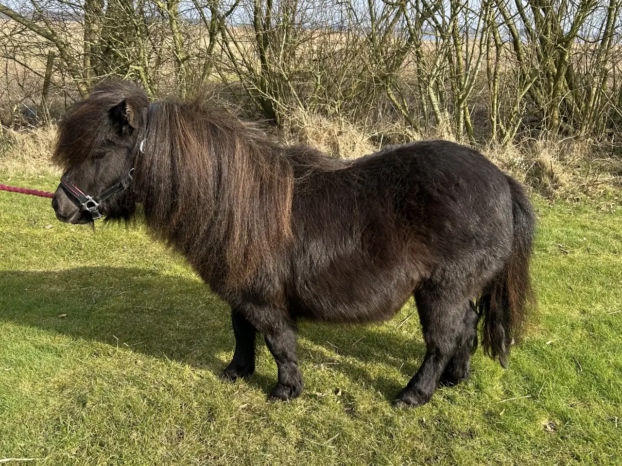 Billede 2 - Super skøn mini shetlænder sælges