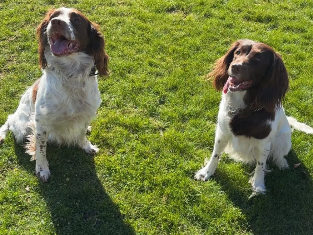 Billede 3 - FT Springer Hvalpe