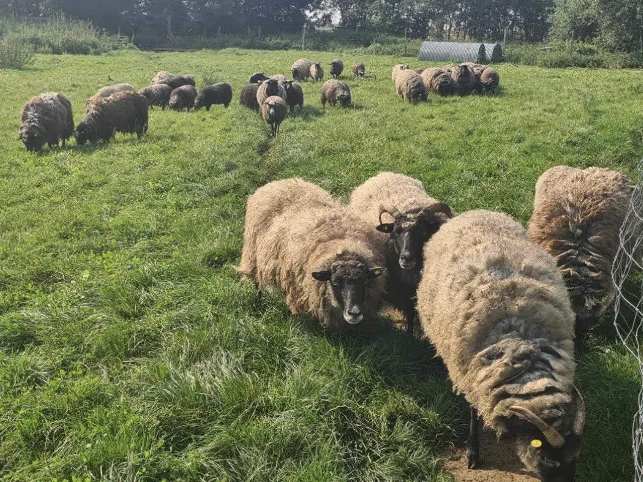 Billede 4 - Stor fåre flok sælges samlet 