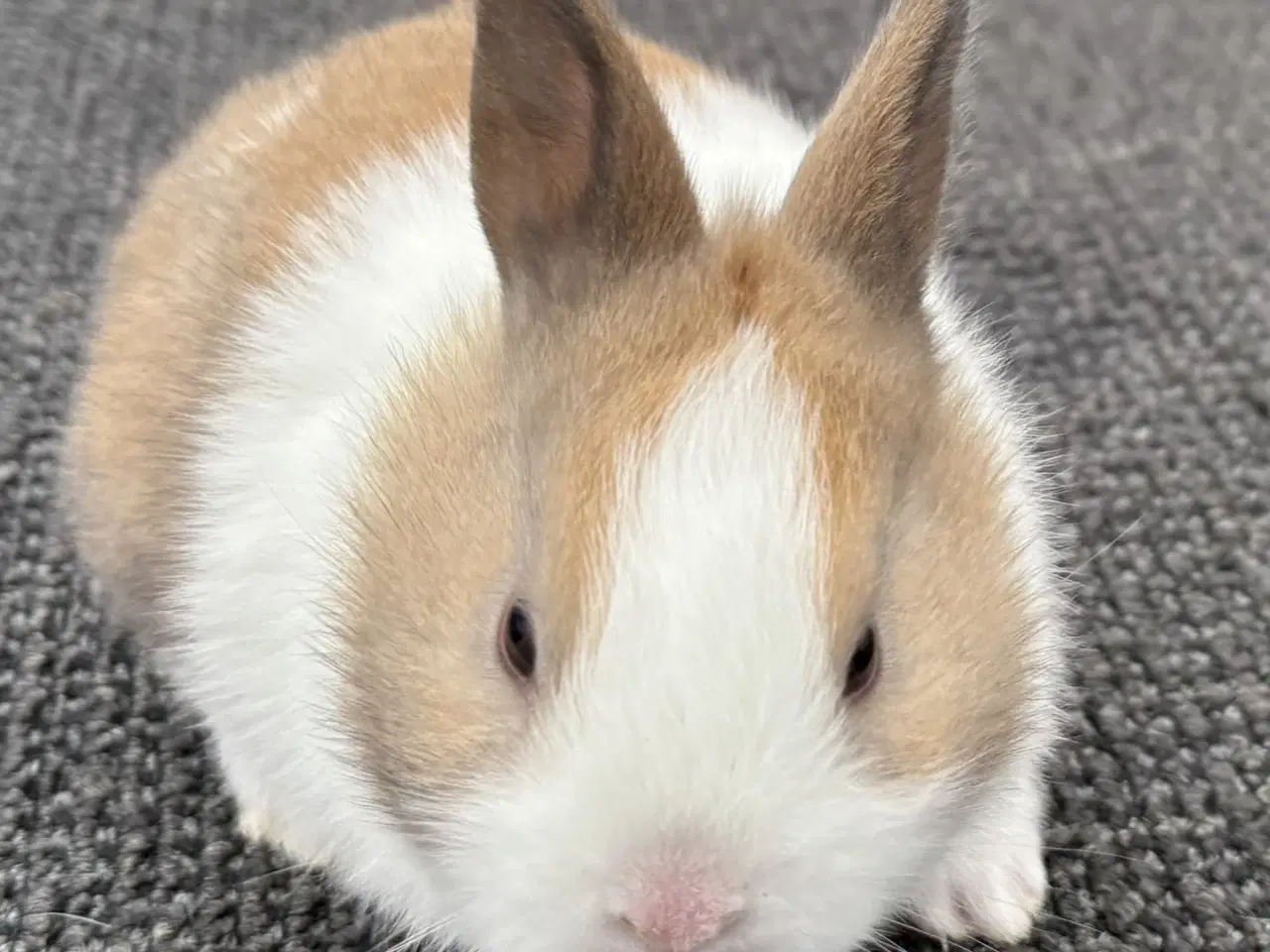 Billede 1 - HOLLÆNDER HAN MADAGASCAR