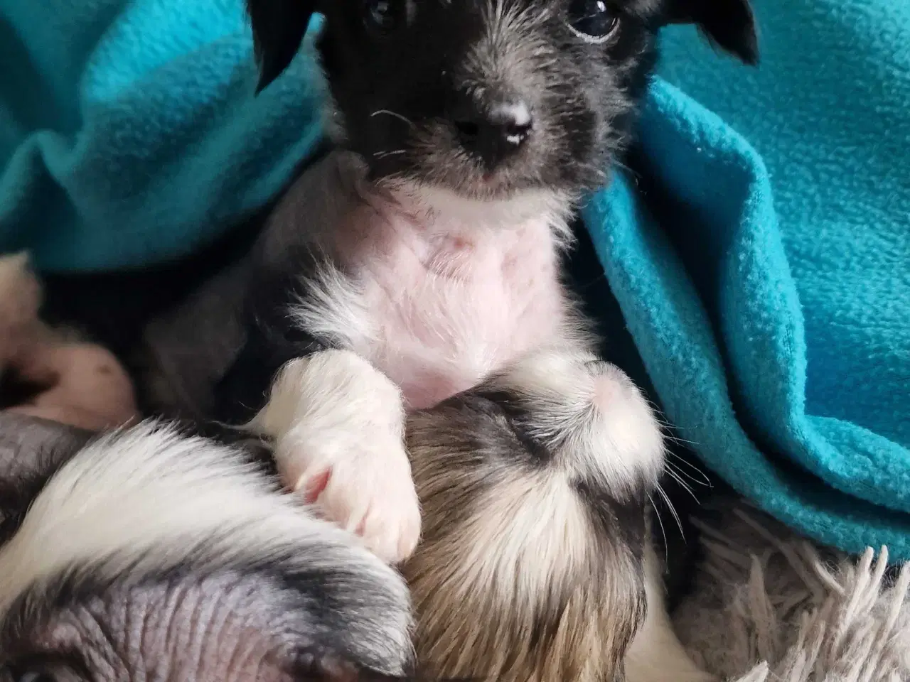 Billede 3 - Chinese crested/chihaua Hundehvalp, hårløs han