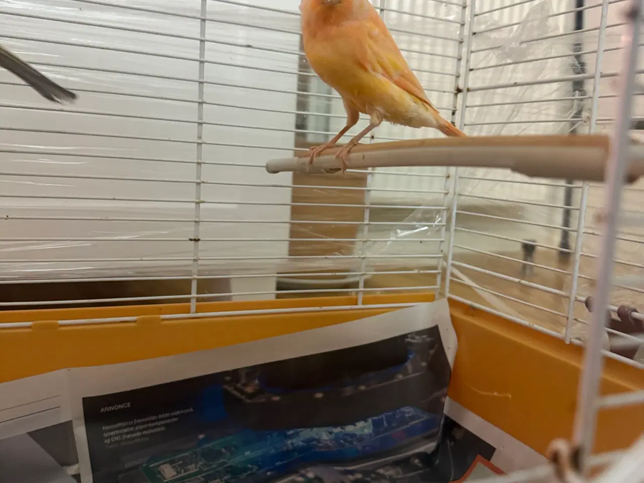 Billede 2 - Rod Han kanarie