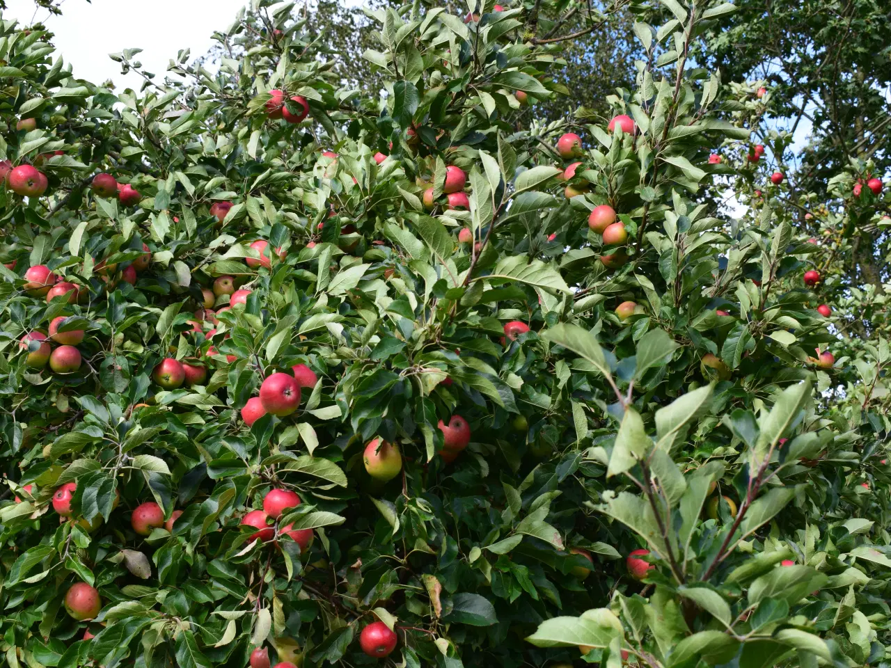 Billede 16 - Æbletræer - mange sorter