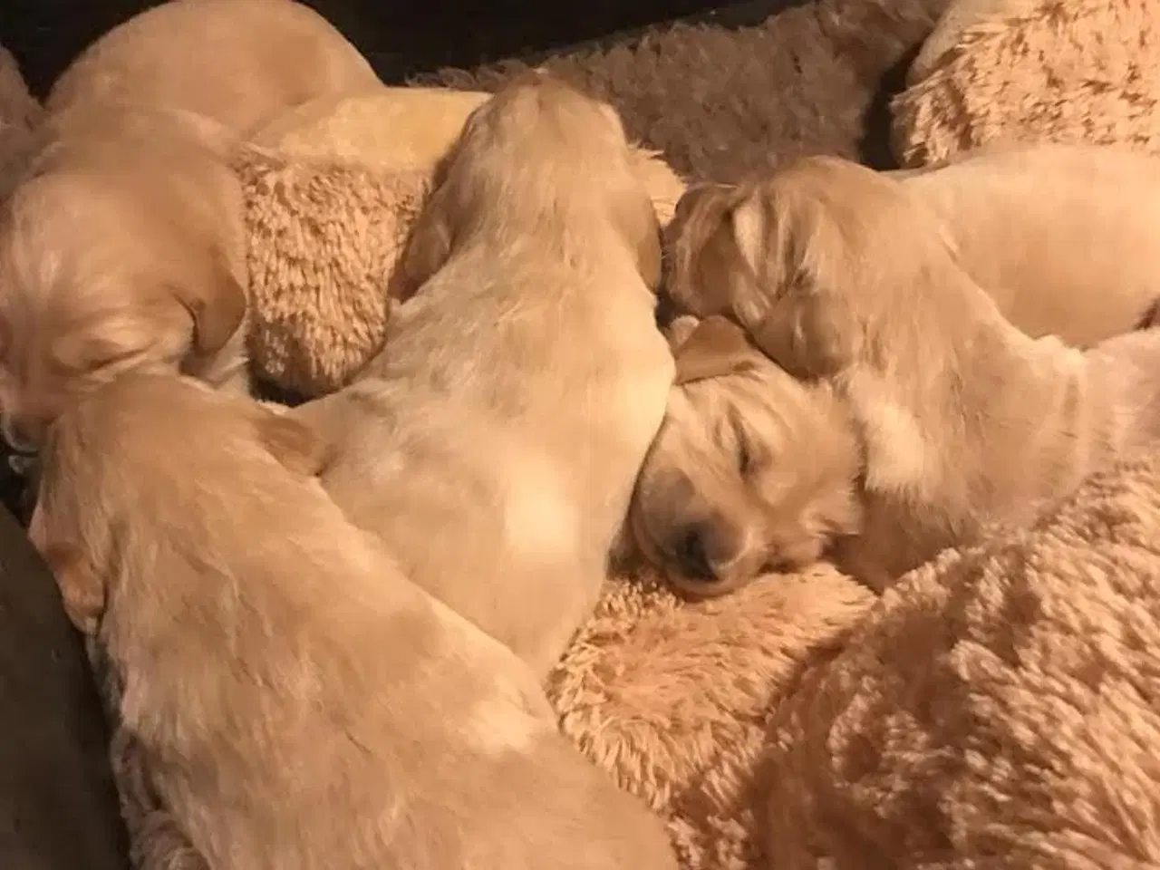 Billede 2 - mørkegyldne Golden retriever hvalpe sælges