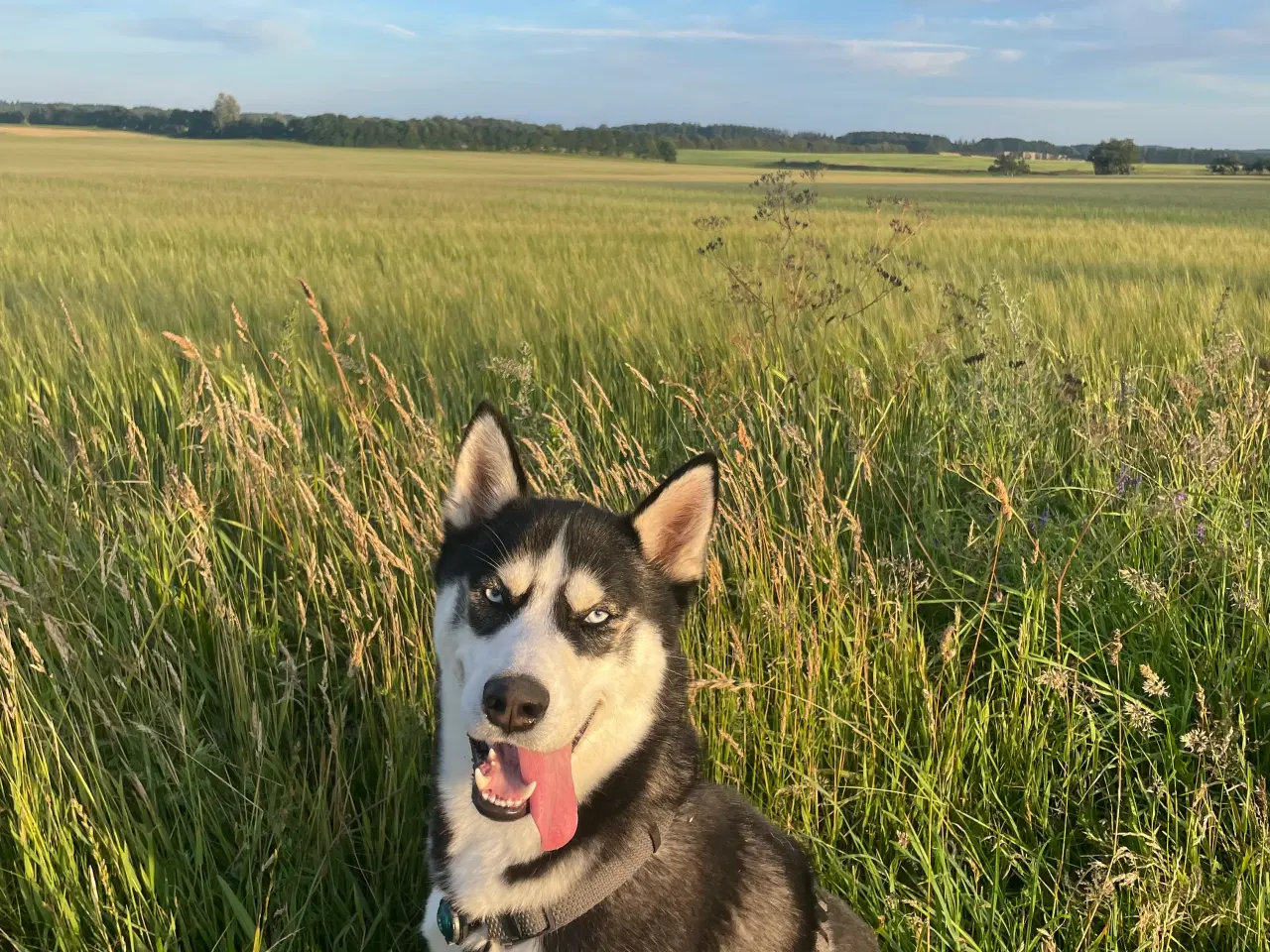 Billede 15 - Parring tilbydes - Siberian husky 