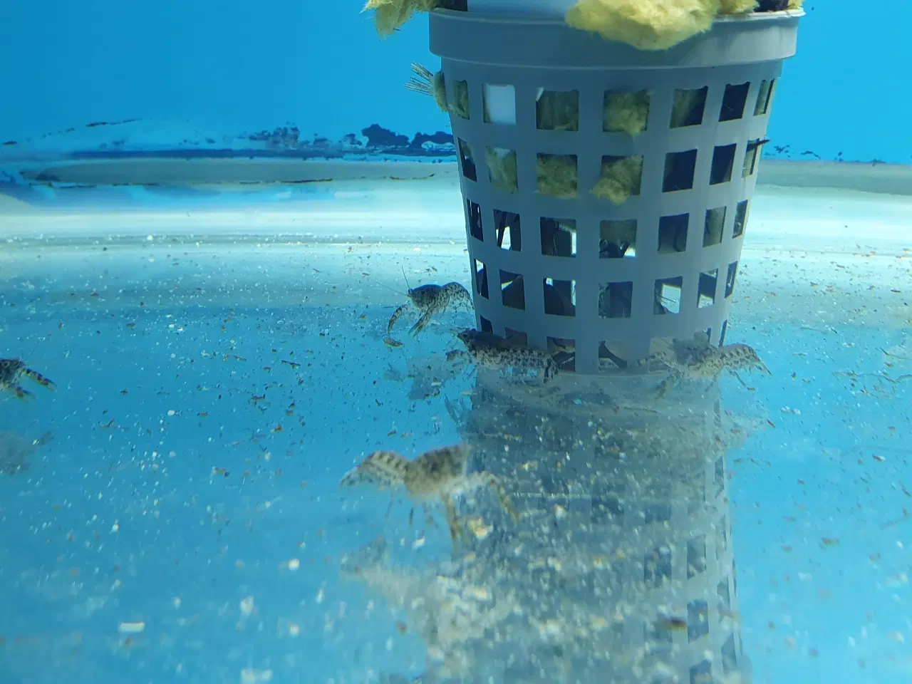 Billede 5 - CPO Krebs – Orange & Blå sælges 🦞