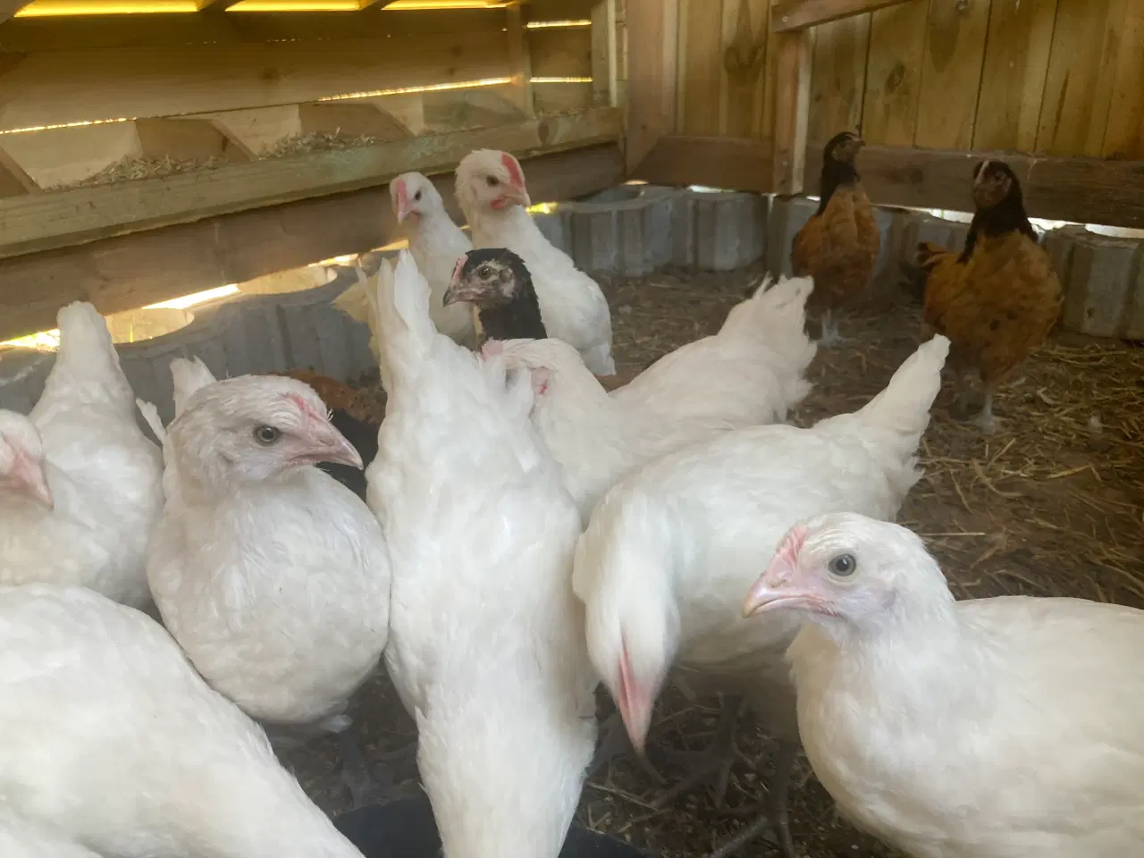 Billede 7 - 9 uge gammele kyllinger 