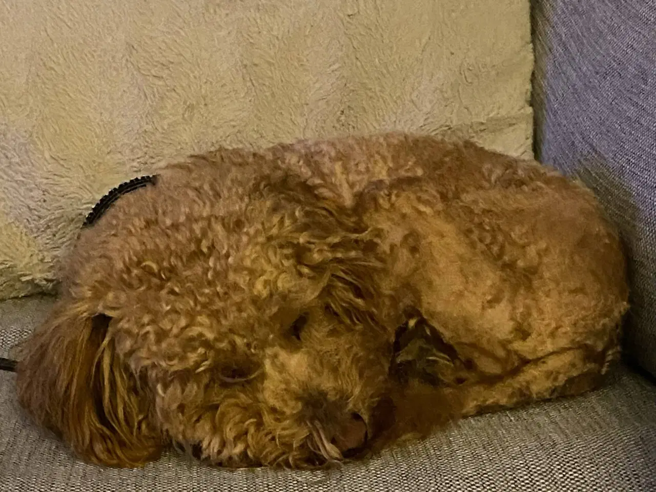 Billede 7 - Søger nyt hjem - mini goldendoddle 
