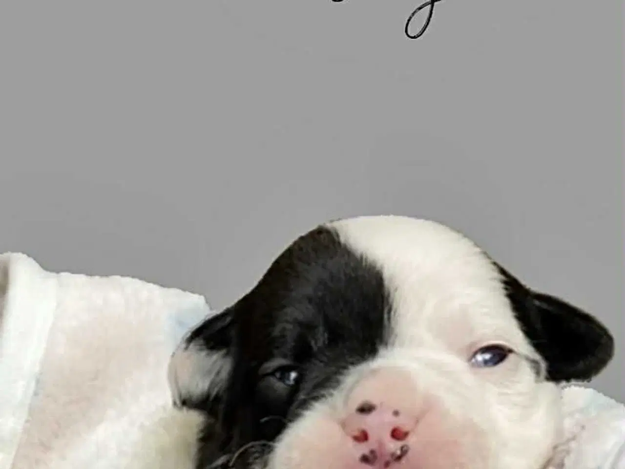 Billede 7 - Old english bulldog hvalpe