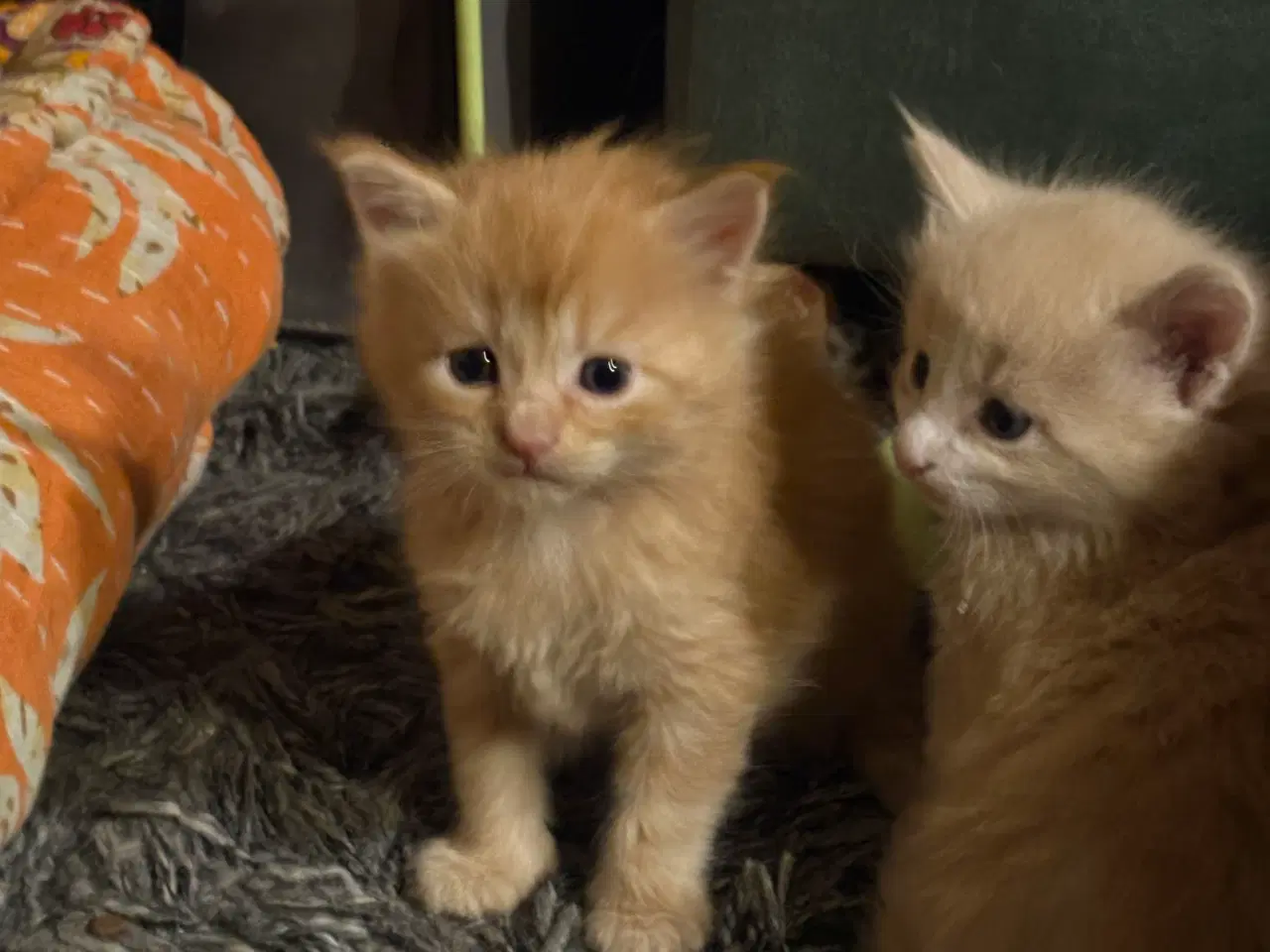 Billede 18 - Dejlige smukke og flotte