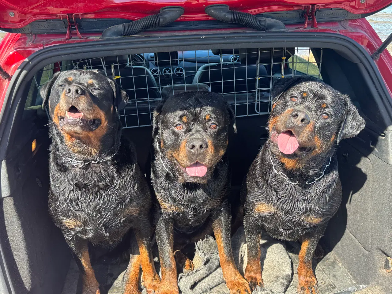 Billede 8 - M.B´Rottweiler Hvalpe