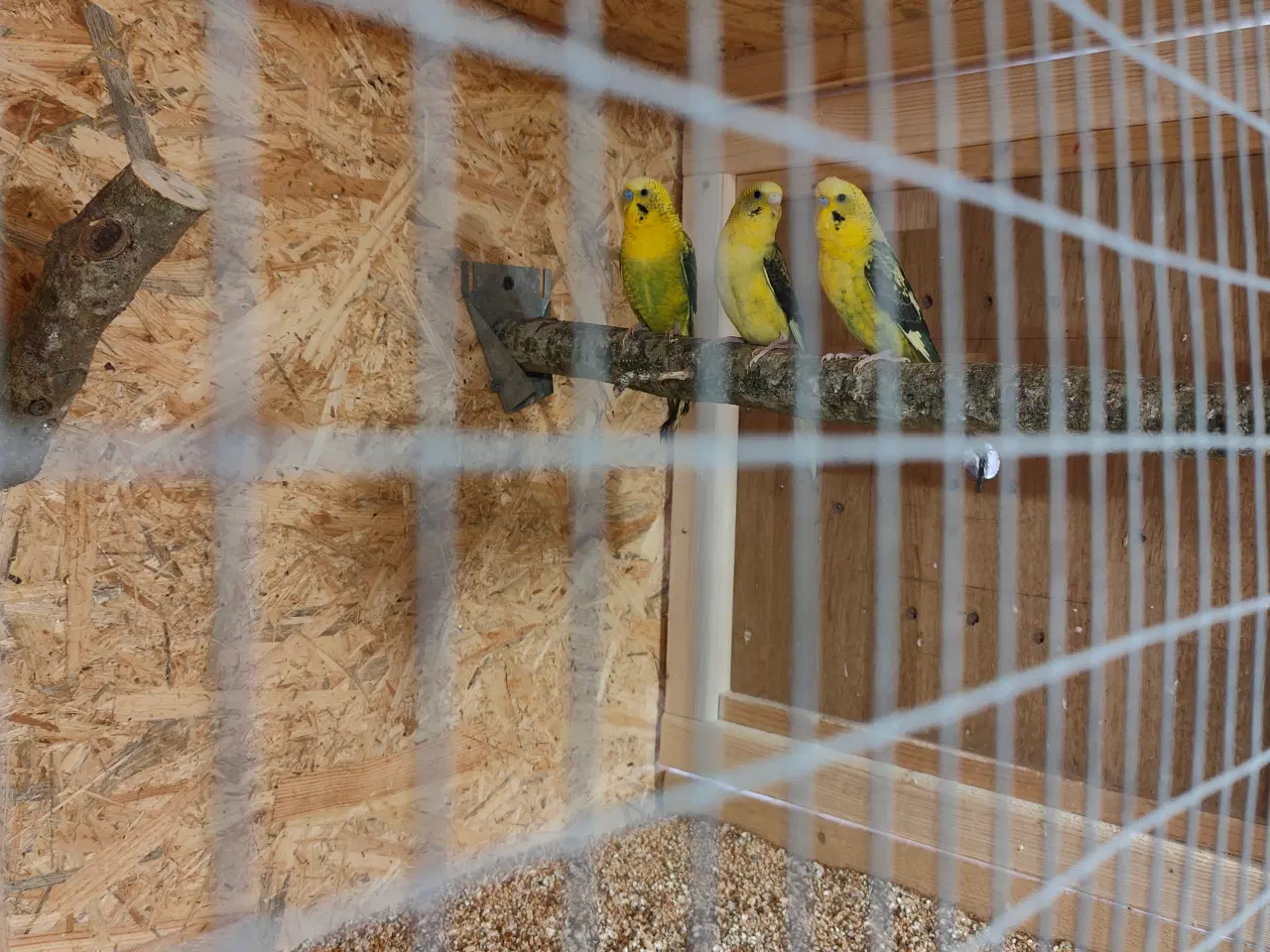 Billede 2 - Blackwing (Sortvinget undulater.)