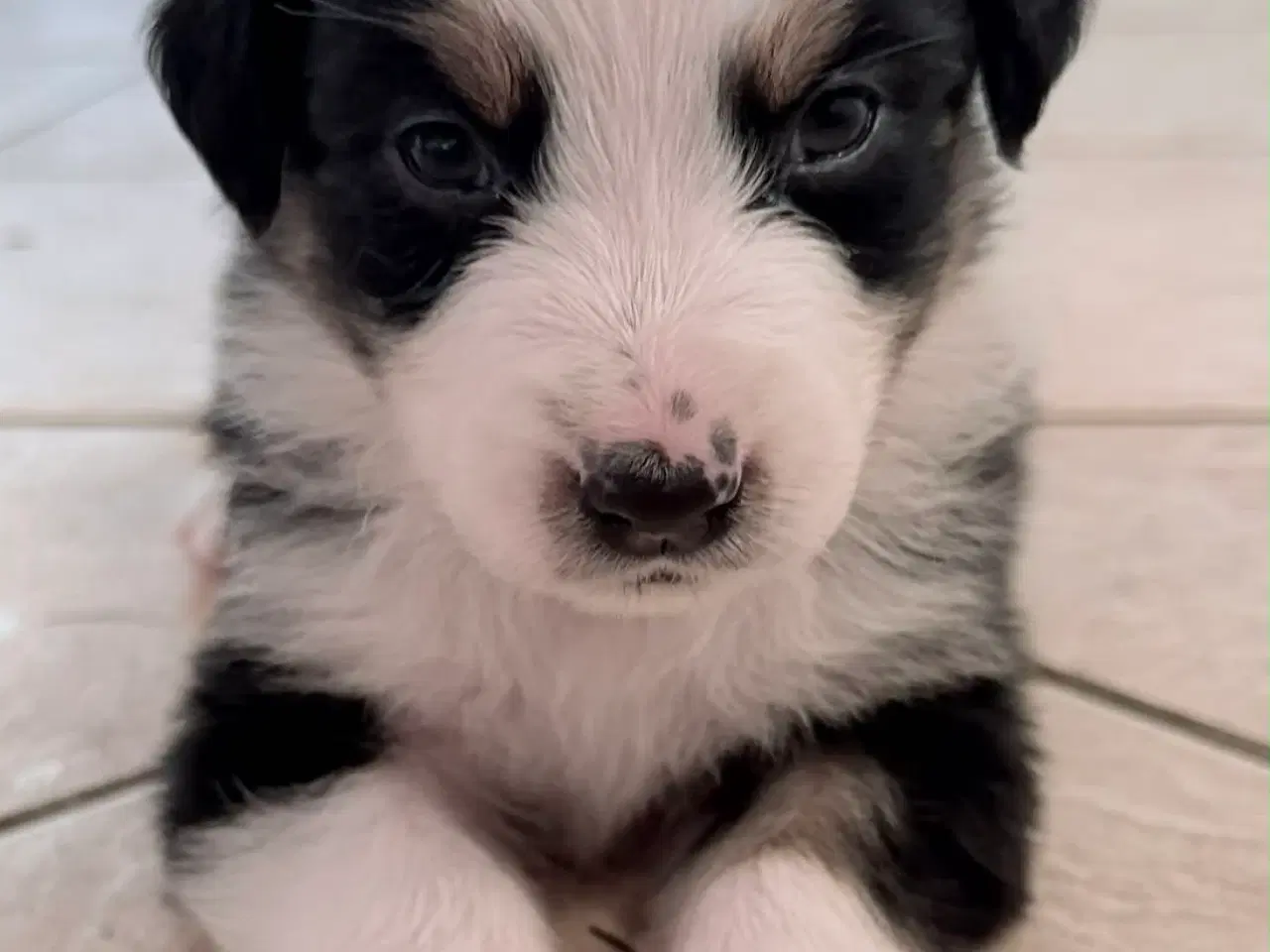 Billede 4 - Australsk hyrdehund hvalpe