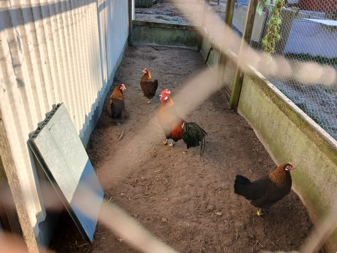 Billede 1 - Danske land høns