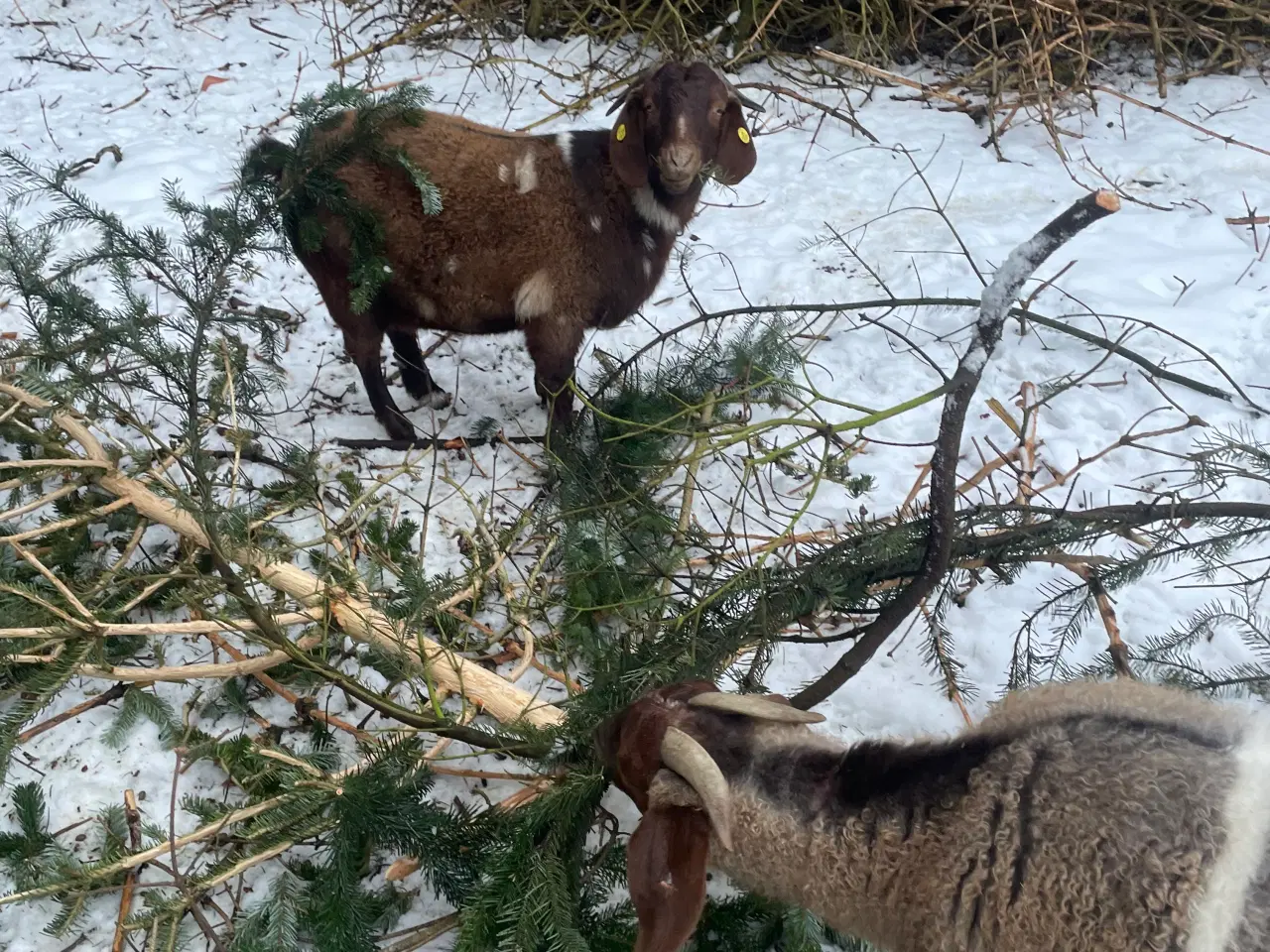 Billede 6 - Kærlig nyt hjem søges til to søde geder 🐐 🐐 