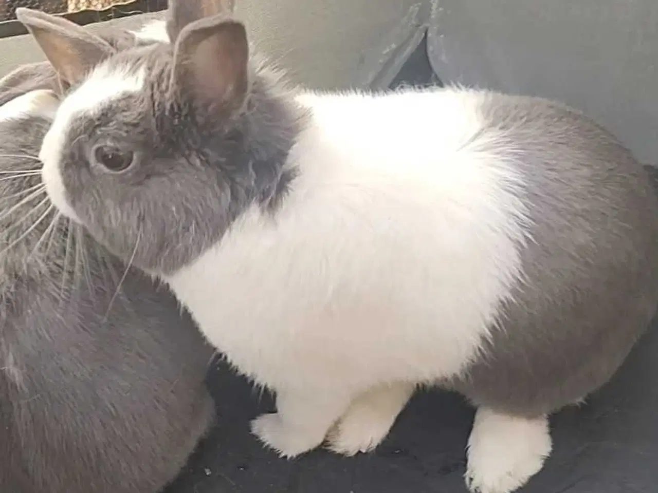 Billede 1 - Sød hermelin han