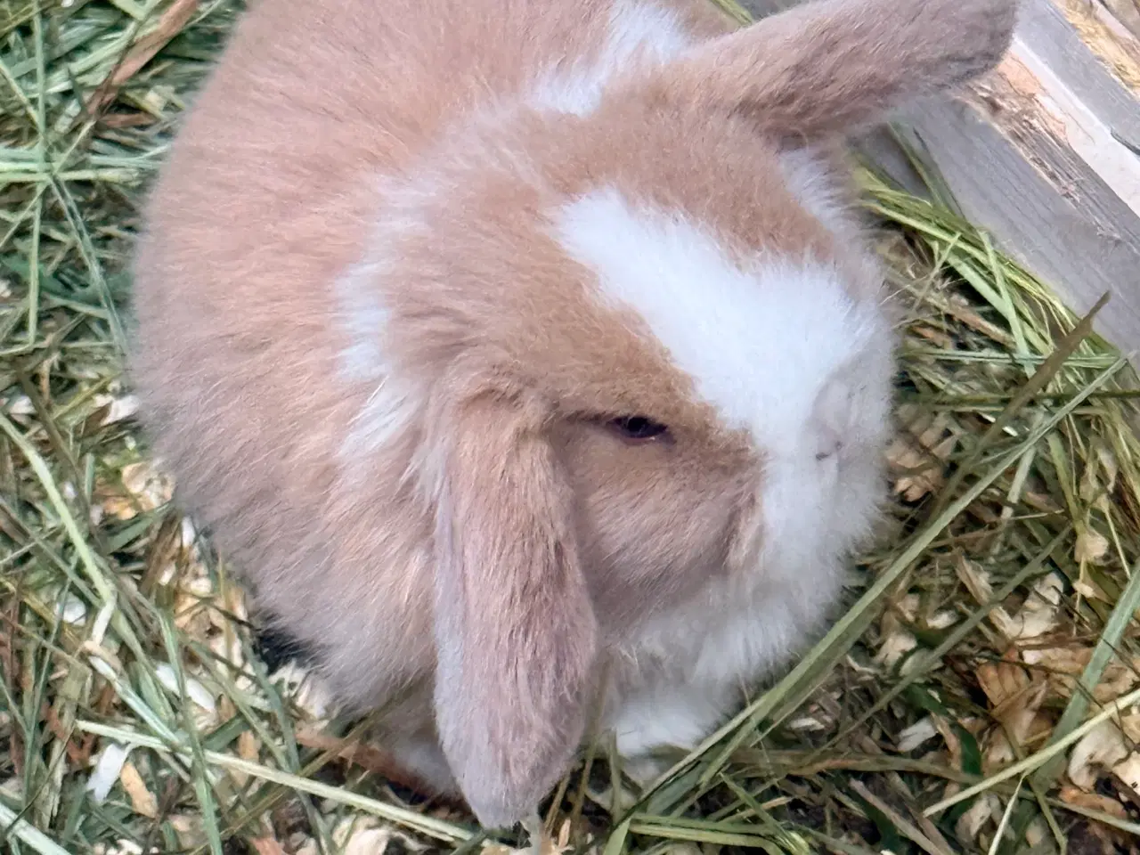 Billede 1 - Minilop kaninunger 
