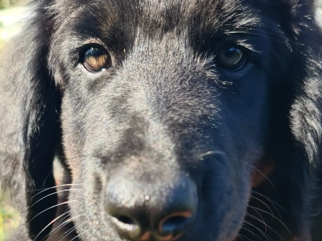 Billede 4 - Alma og King mangler hjem 🐕