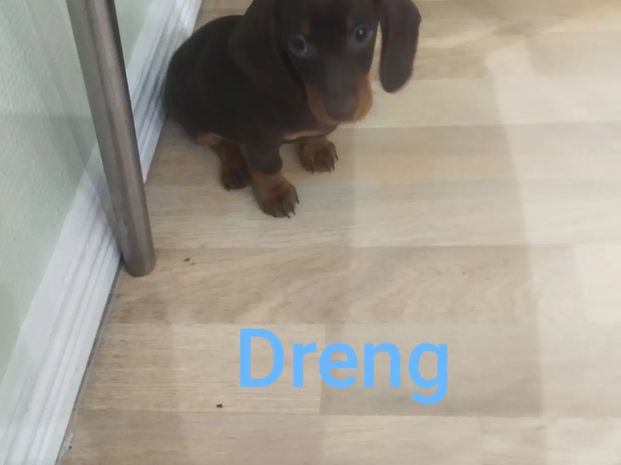 Billede 6 - Danmarks kønneste Dværg Gravhunde hvalpe