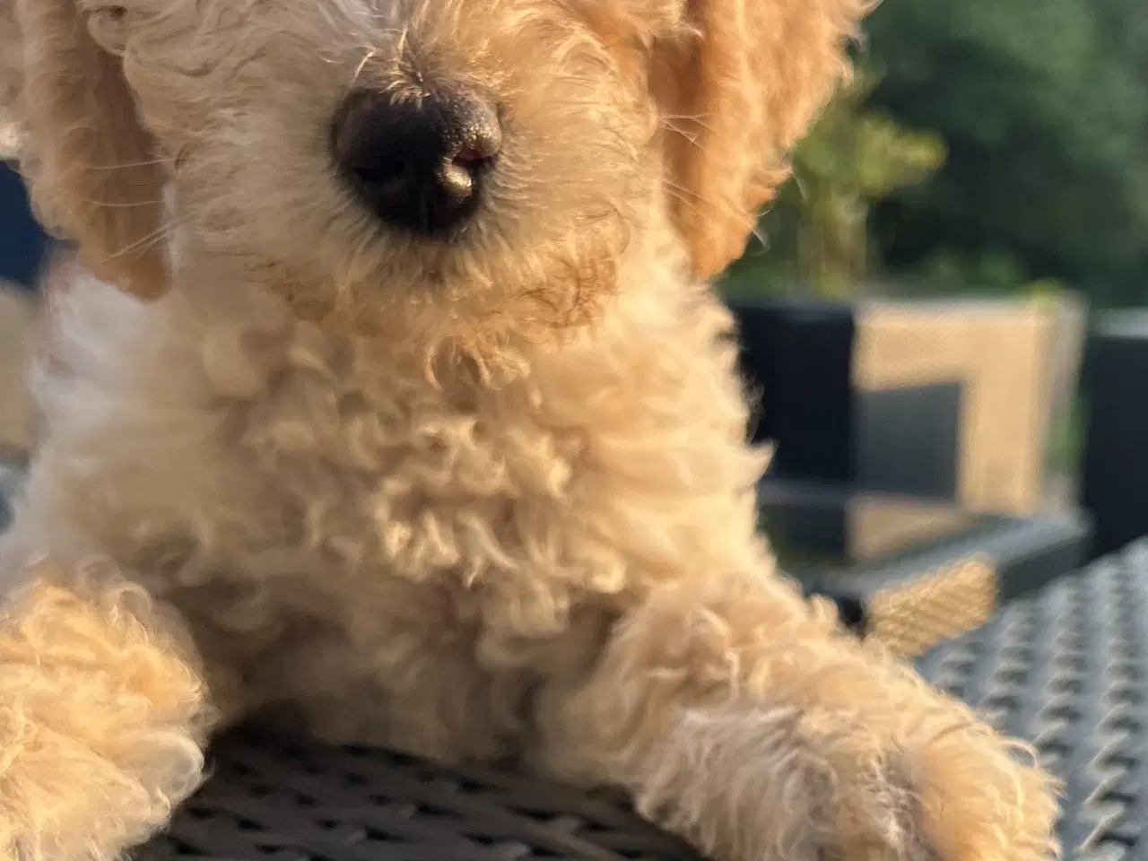 Billede 2 - Mini-labradoodle / doodle sælges