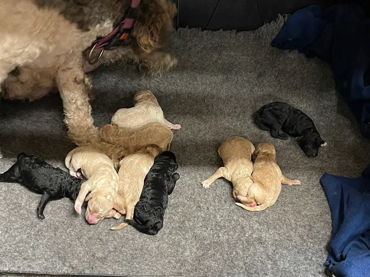 Billede 8 - Goldendoodle Mellem klar uge 40