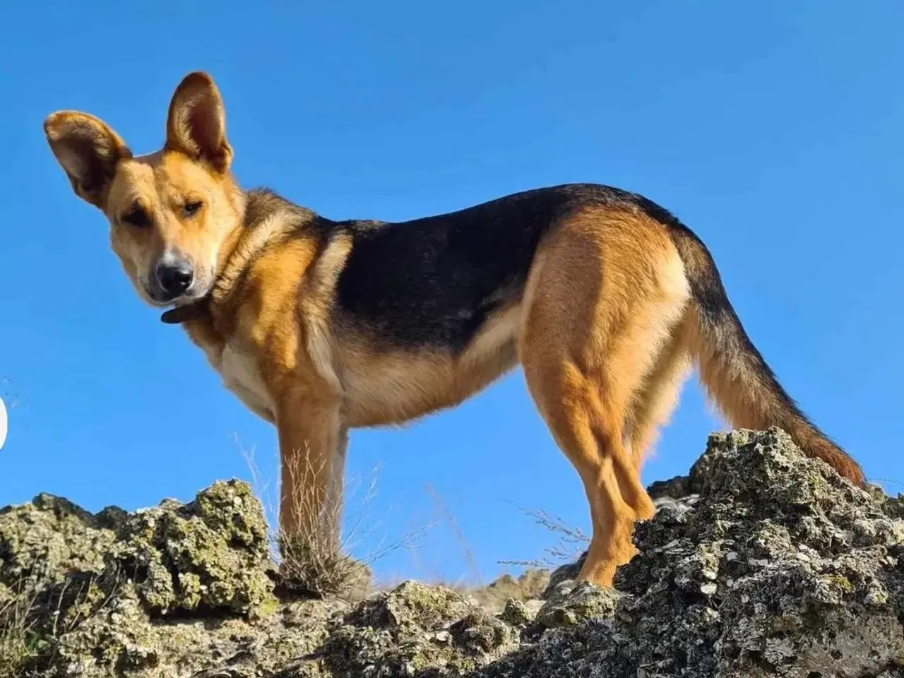 Billede 2 - Lillian søger sin hel egen familie