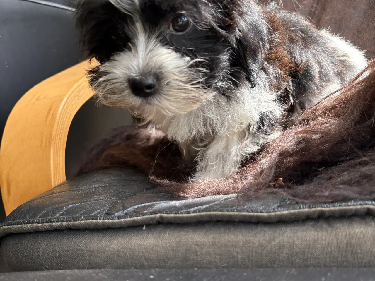 Billede 3 - Allergivenlig -mini/ micro Yorkie mix