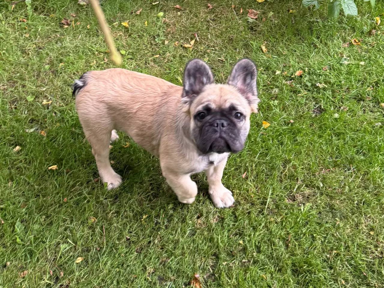 Billede 4 - Fransk bulldog 
