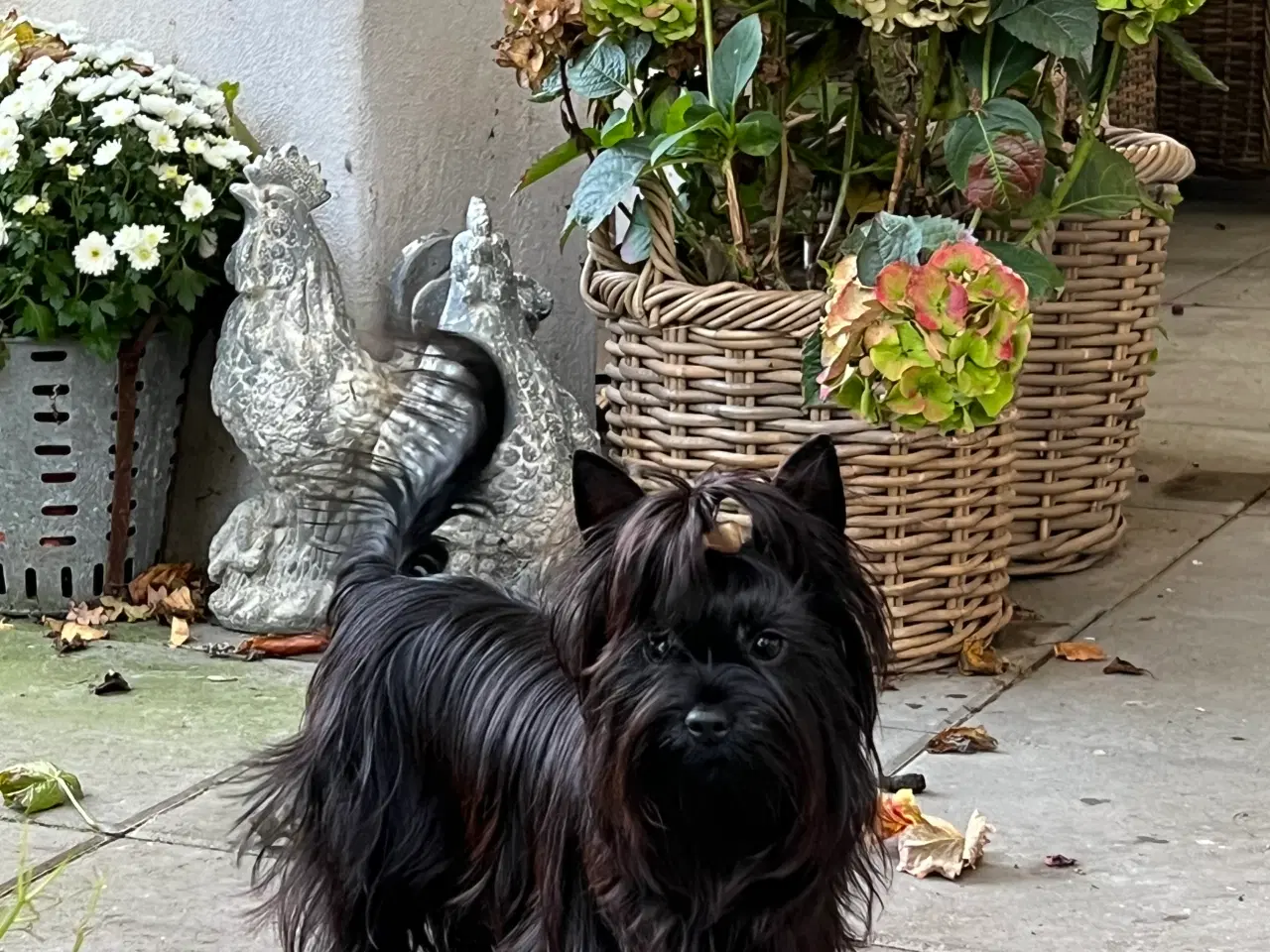 Billede 3 - Smuk Sort Yorkshire Terrier