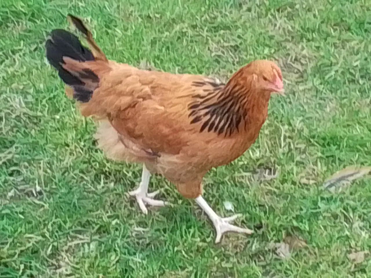 Billede 3 - Sussex høns