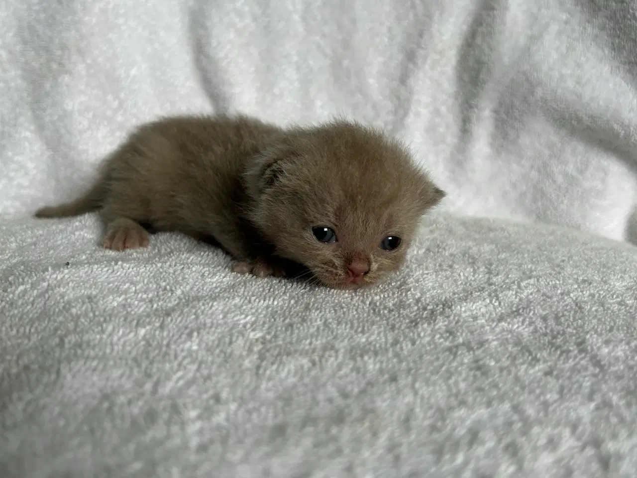 Billede 1 - British shorthair hun killing sælges