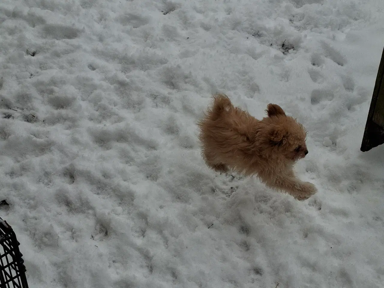 Billede 8 - Pompoo hvalpe 1 pige 2 drenge klar nu