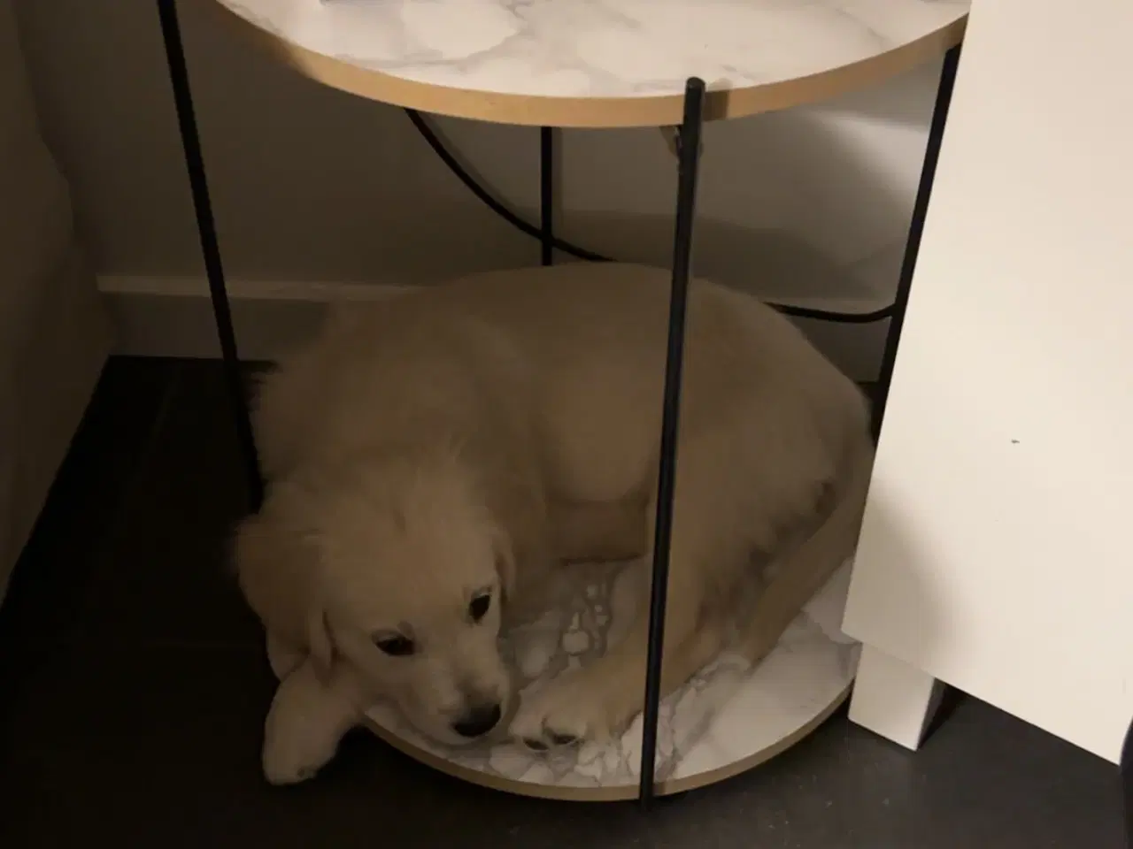 Billede 4 - Winston søger familie 