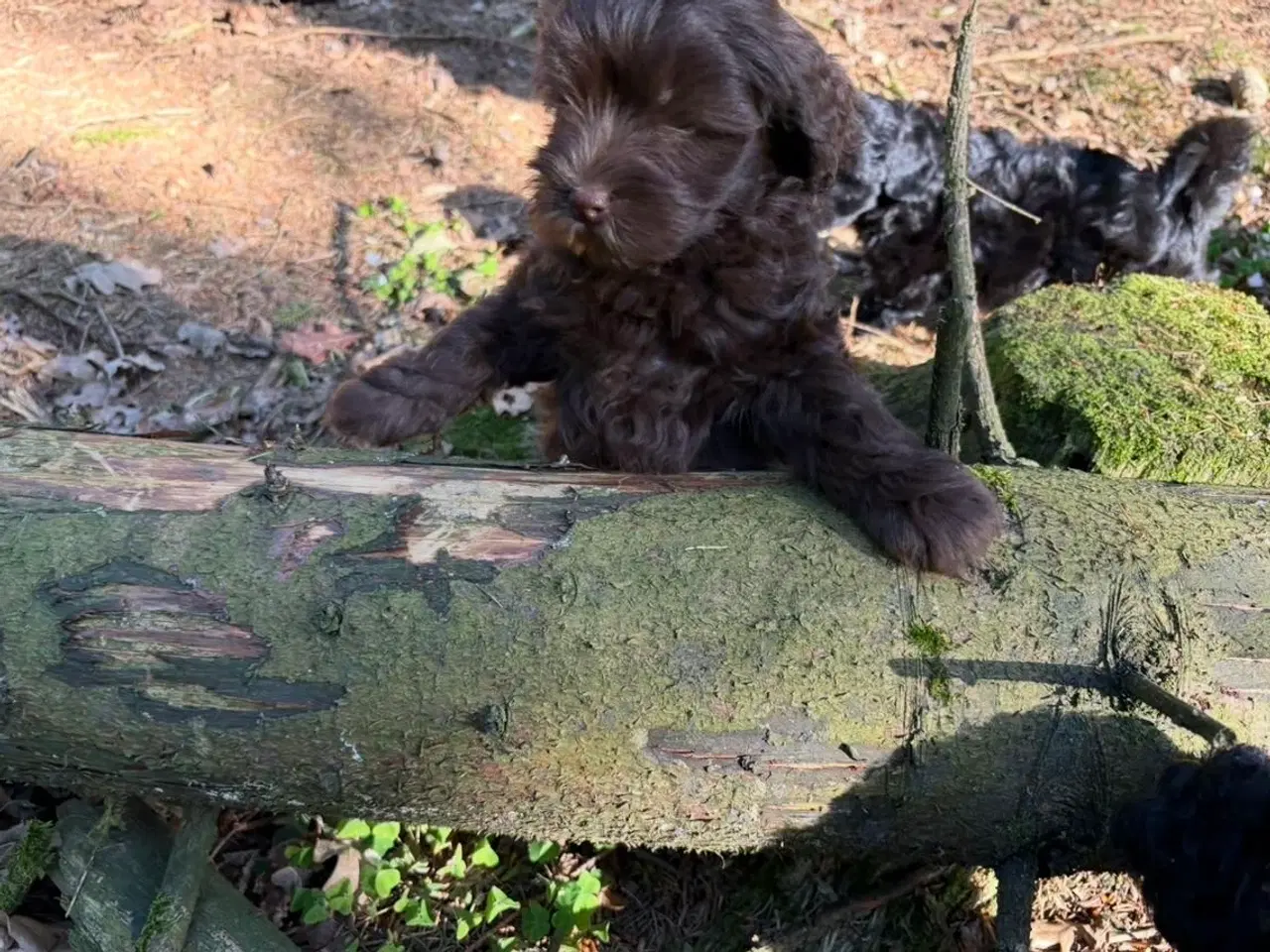 Billede 4 - 2 Generations Maltipoo