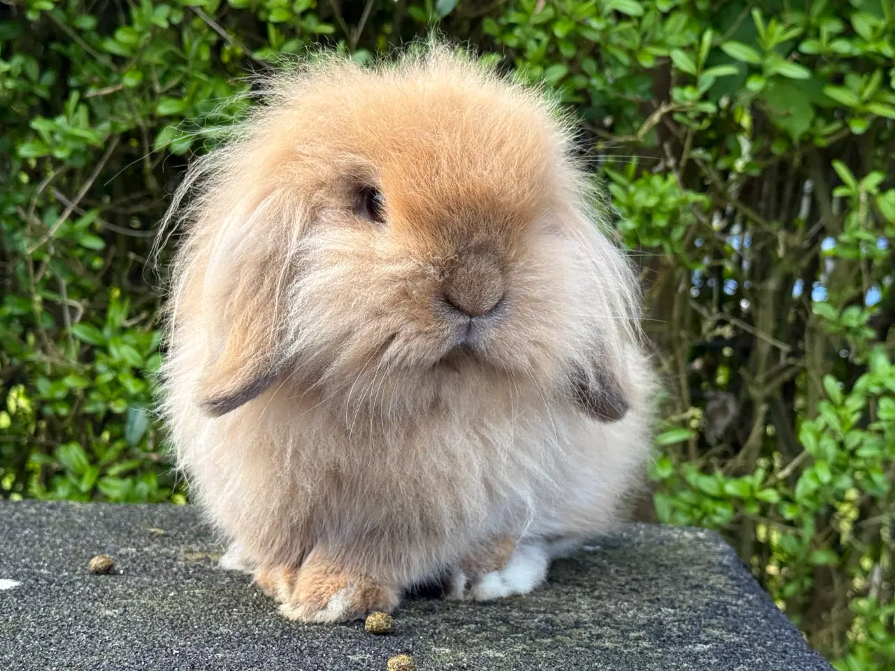 Billede 3 - Mini lion lop, dobbelt manket