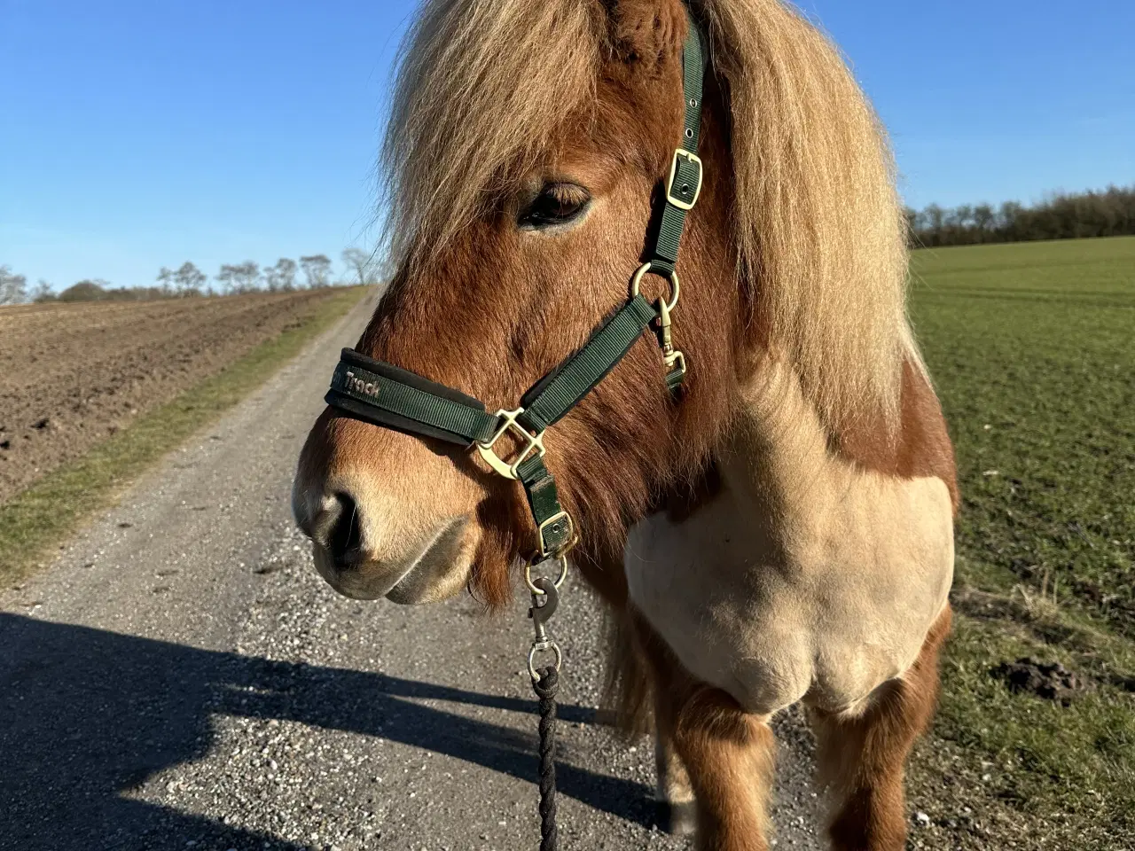 Billede 1 - Islænder hoppe på 13 år
