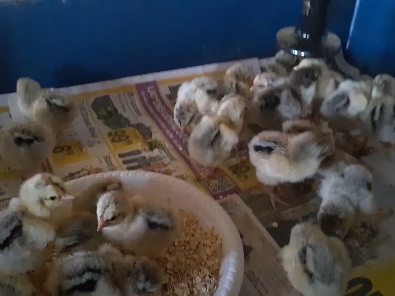 Billede 4 - Daggamle Sølv sort båndede Dværg Wyandotter