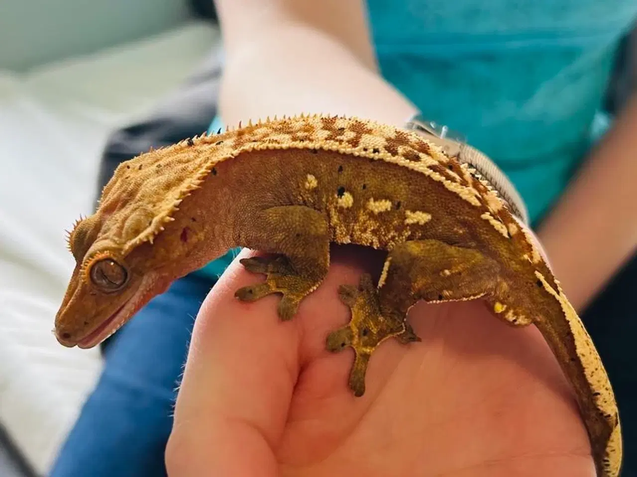 Billede 2 - Kronegekko incl terrarie