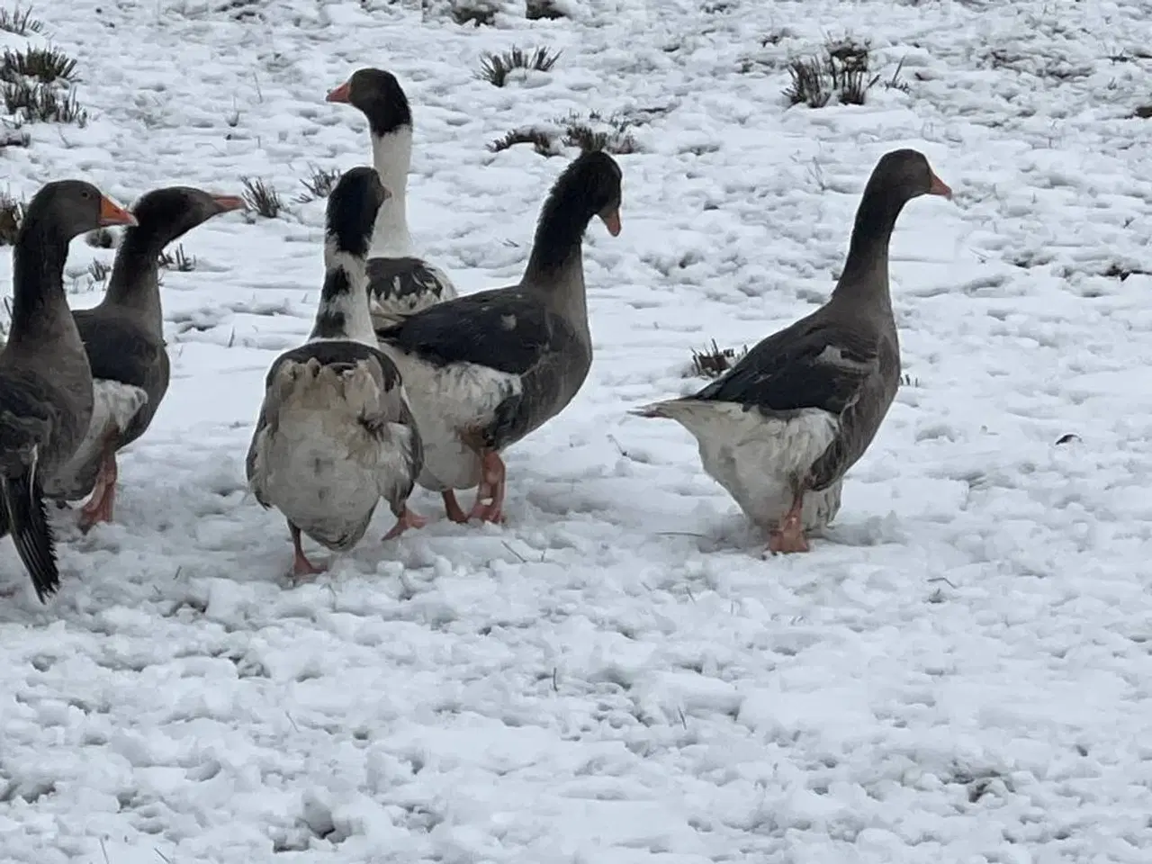 Billede 1 - Gæs til salg til hjemmeslagtning i zone Varde. 